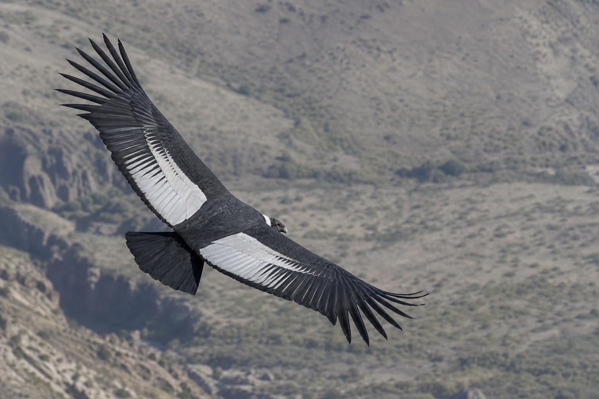 An Andean condor soaring on wide flat wings above a ridgeline of grey rock