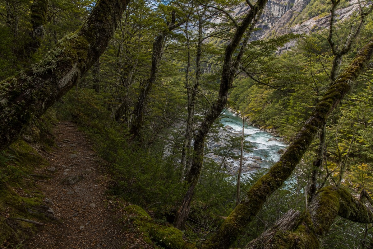 Lenga beech forest on the way up the Ascencio valley