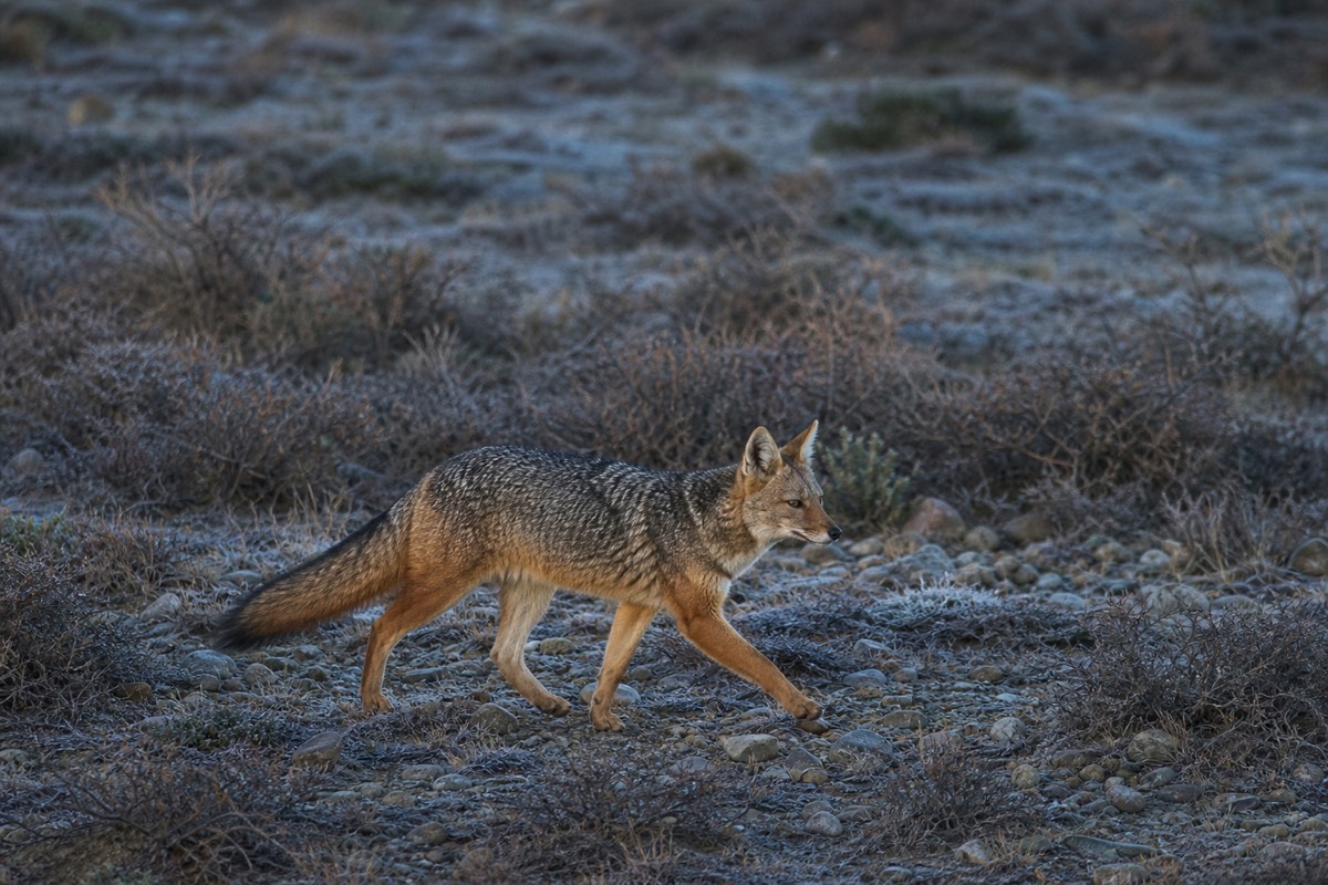 A culpeo fox crossing the scrub