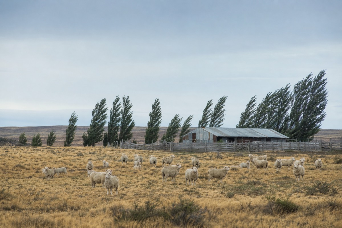 Sheep grazing on open Patagonian steppe beside an estancia fence under wide sky