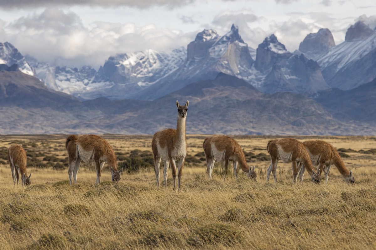 A herd of guanacos grazing on open Patagonian steppe below distant mountains