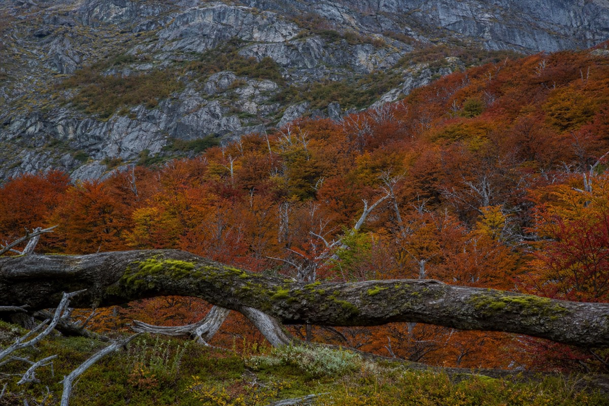 Southern beech forest turning red in autumn