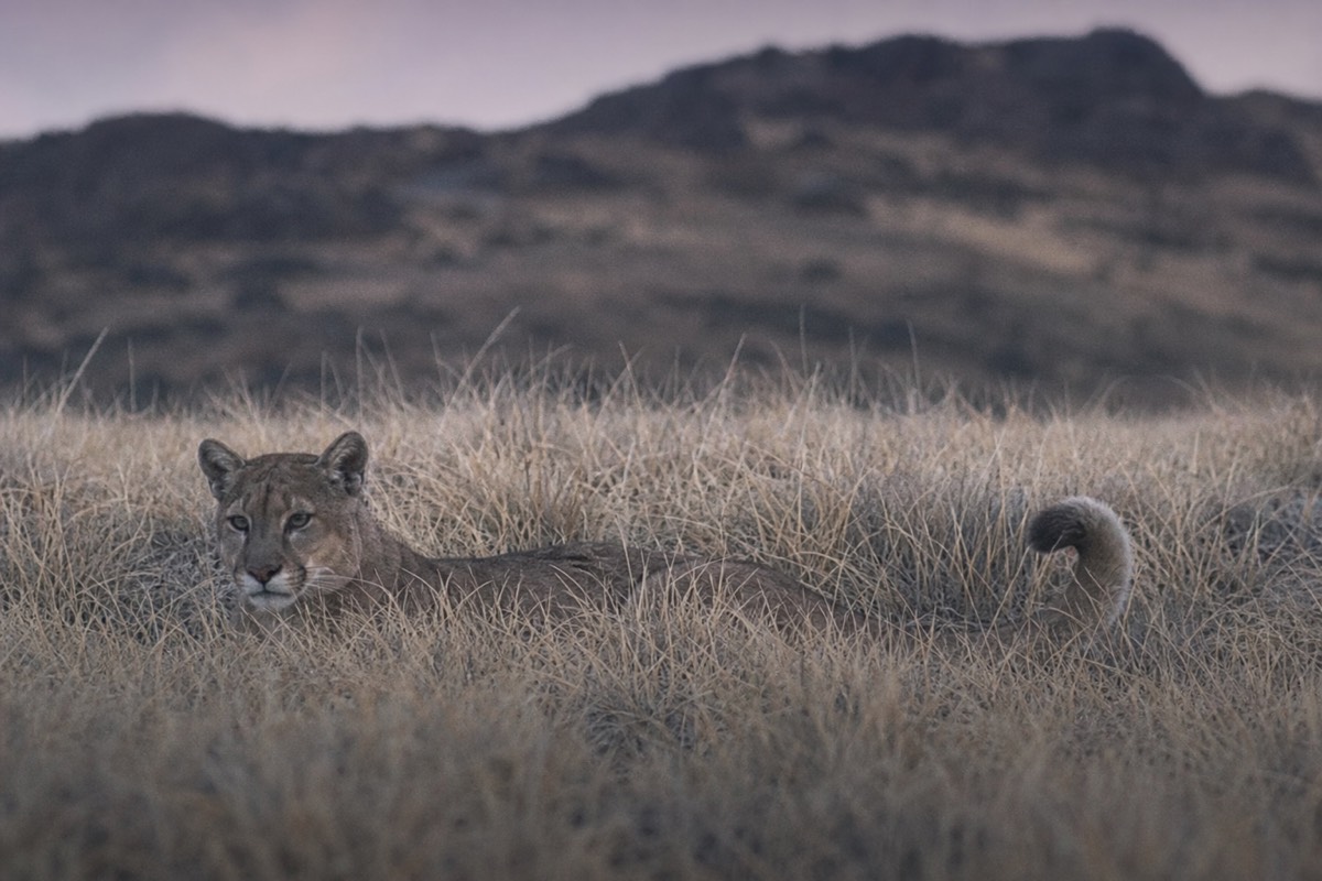 A puma resting in long tawny Patagonian grass on the open steppe