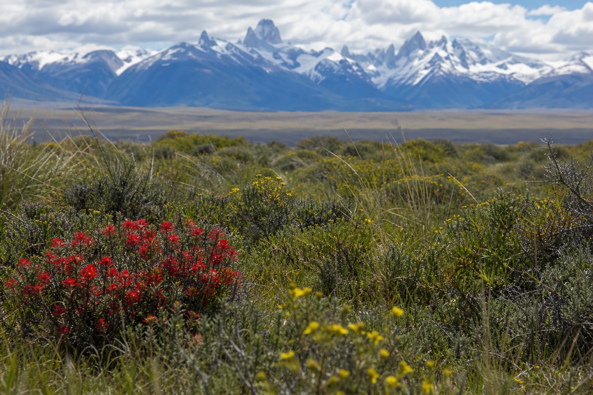 Wildflowers on the steppe in the spring