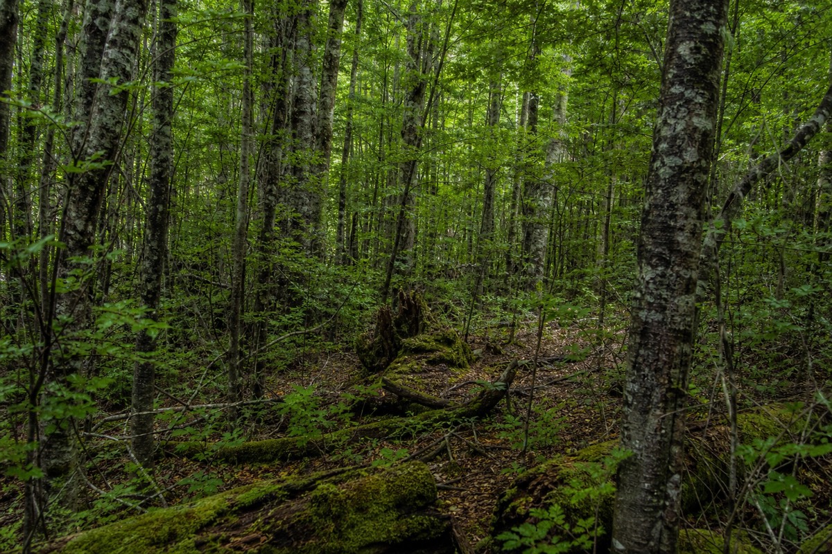 Lenga beech forest on the way up the Ascencio valley